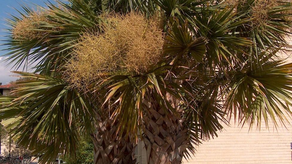 Growing palms in Louisiana