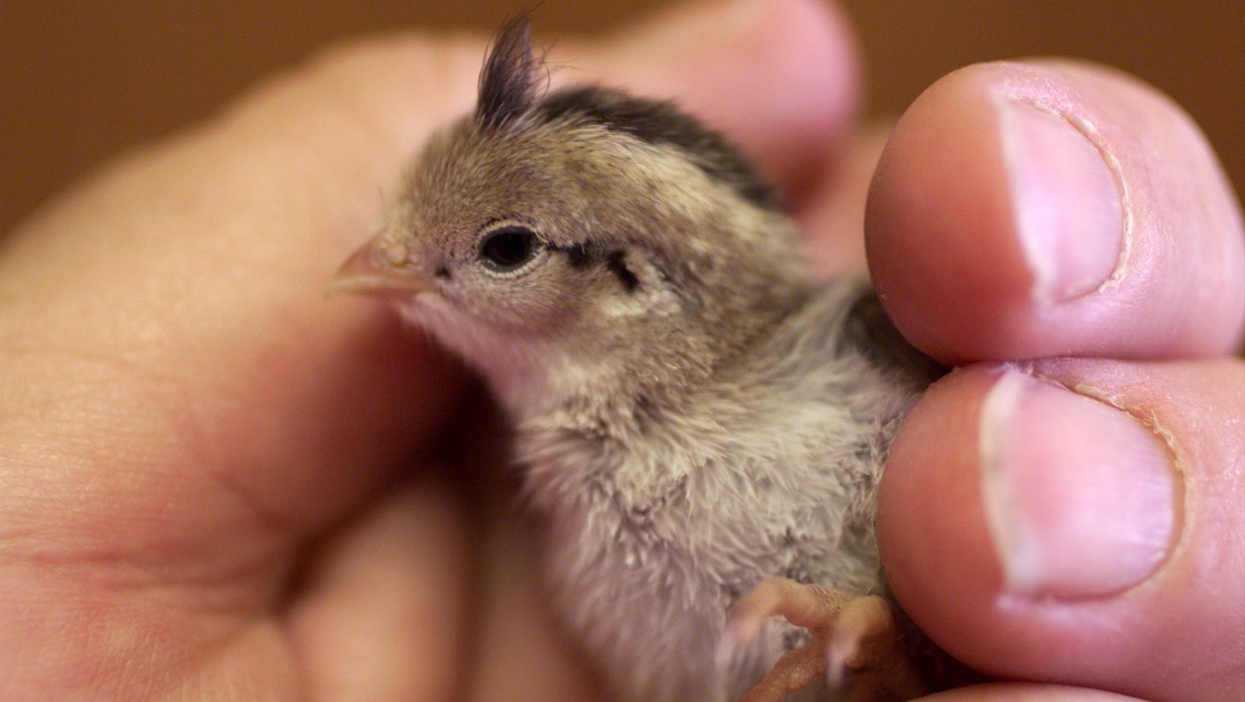 Watch Out For Abandoned Quail Chicks Watch Out For Abandoned Quail Chicks