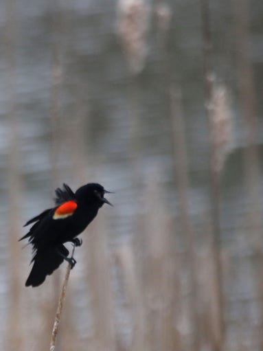 A Red-winged Black Bird perches on a Cat Tail along