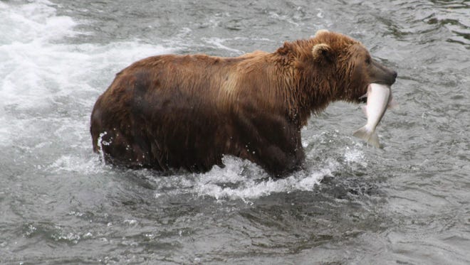 A brown bear walks to a sandbar to eat a salmon it had just caught at Brooks Falls in Katmai National Park and Preserve, Alaska.