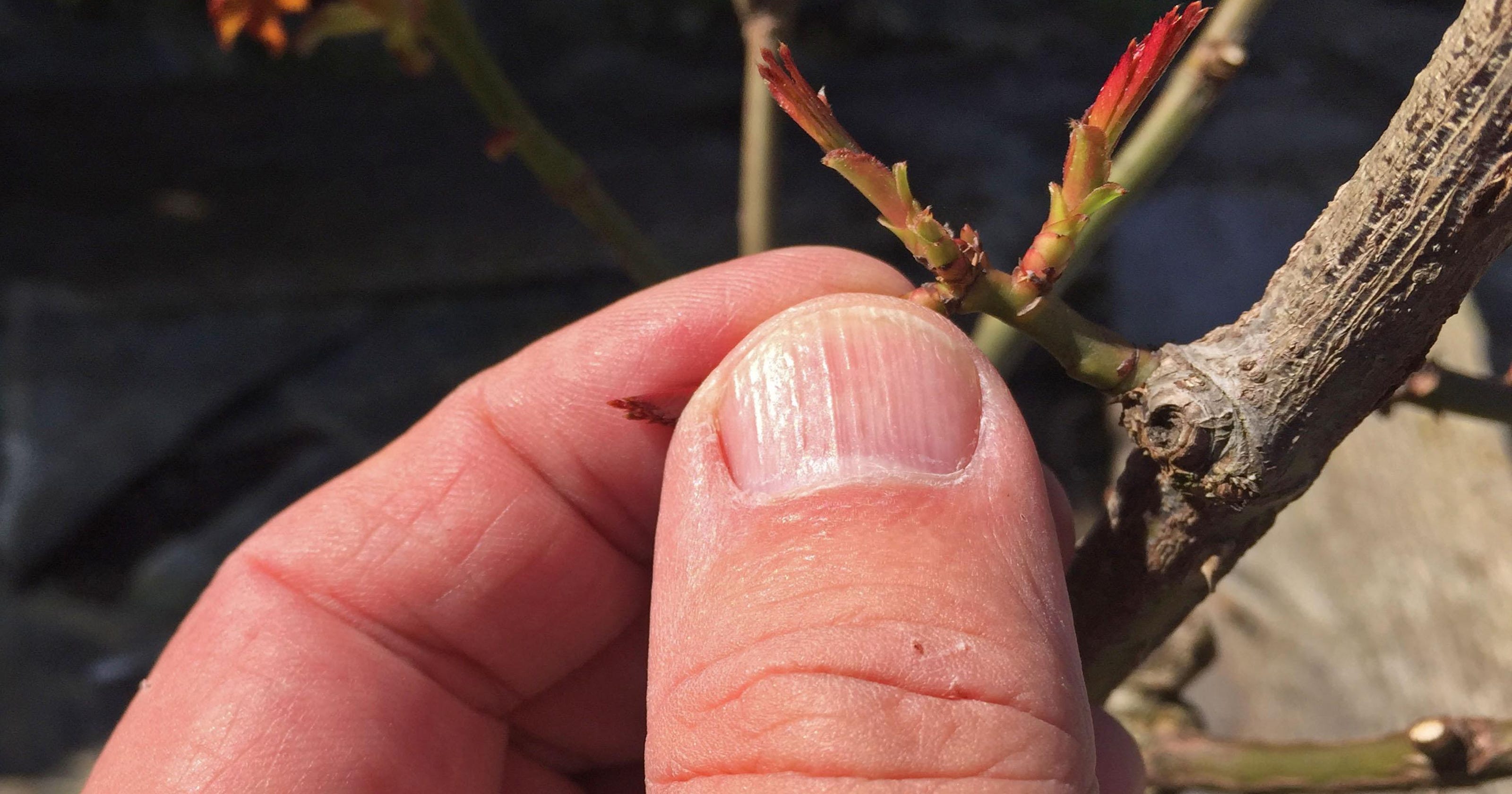 Guide the new growth on your roses