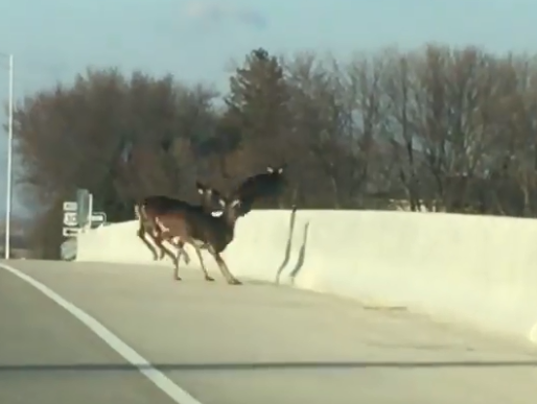 636487051096302682-Deer-jump.PNG