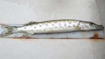 This Great Lakes spotted muskie fingerling is every inch the fighter. The fish are gaining size and weight thanks to a steady diet of minnows at Wild Rose.