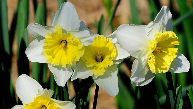 These Ice Follies daffodils have returned faithfully at the Coastal Georgia Botanical Gardens in Savannah.