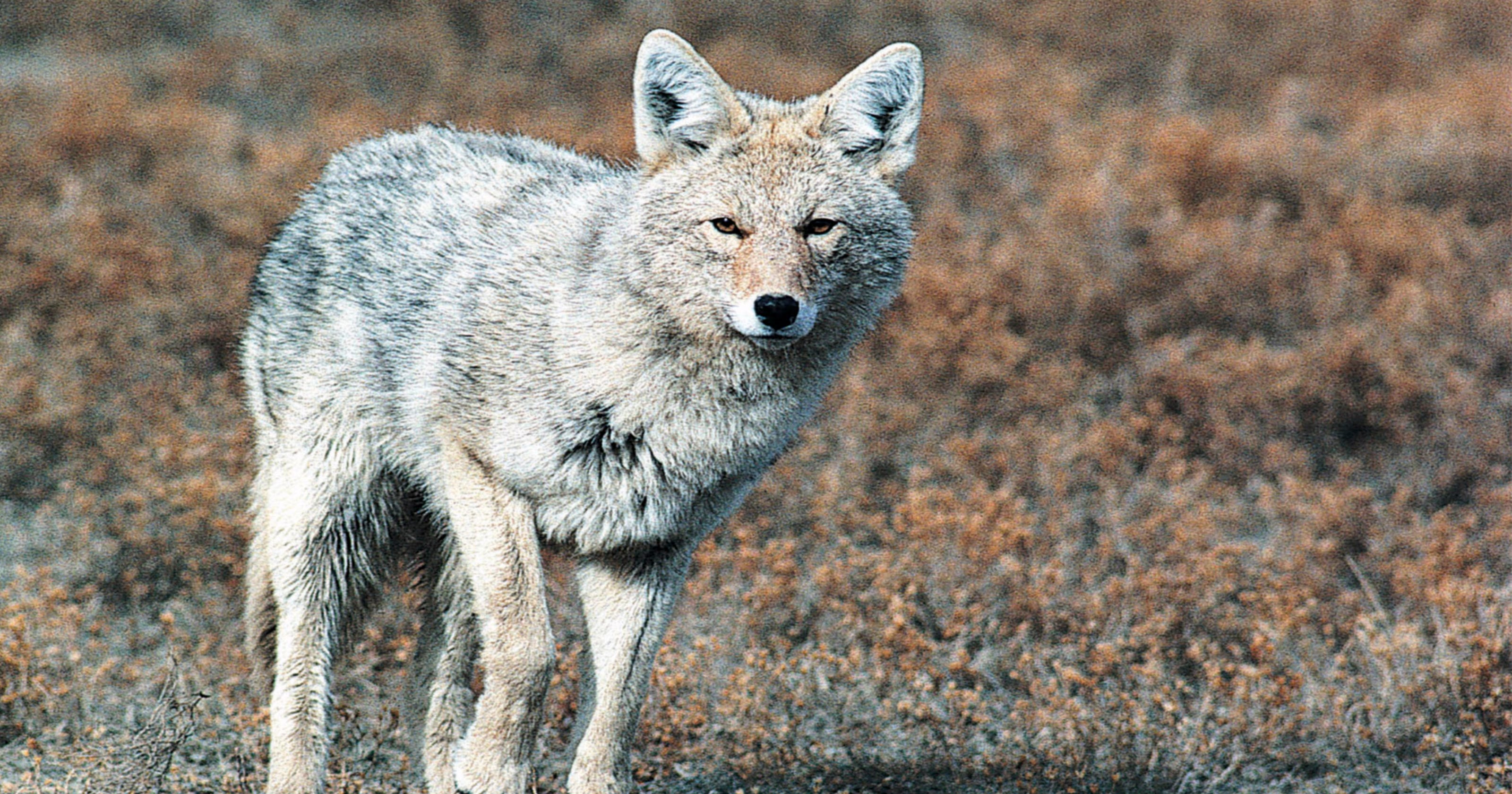 Urban coyotes: How to cope with these common intruders