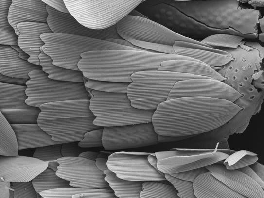 Scanning electron microscope image of the dense covering of scales on the wings and body of a Glossatan (proboscid-bearing) moth.