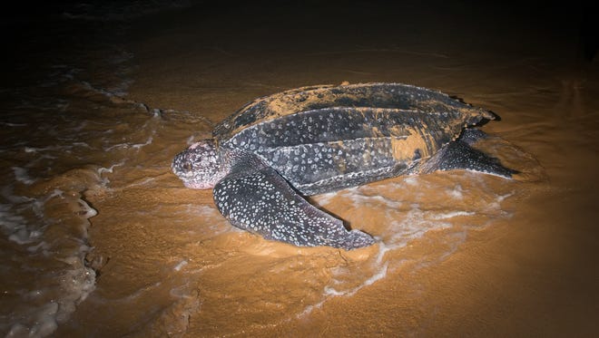 An example of a leatherback sea turtle.