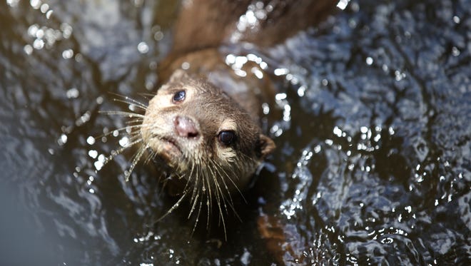 Florida river otter attacks kayaker, clawing and biting a woman's face Florida river otter attacks kayaker, clawing and biting a woman's face