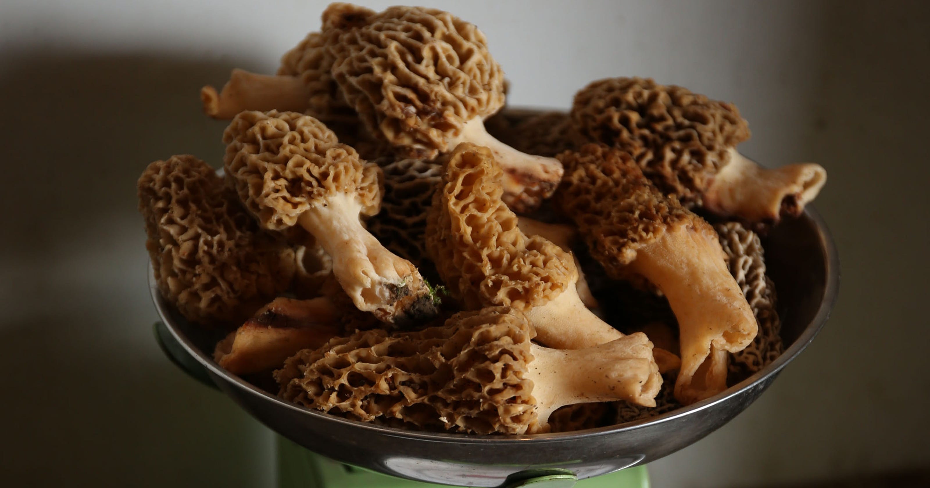 Morel mushrooms Recipes, tips and more for those looking for the