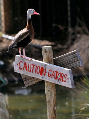 A black- bellied whistling duck stands upon a sign at the Wetlands of the Americas exhibitThursday March 1, 2018 in the Abilene Zoo. While the bird may appear brave, the American Alligator is currently still hibernating and was off-exhibit.
