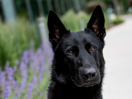 German Shepherd Joins Hospital Security Team