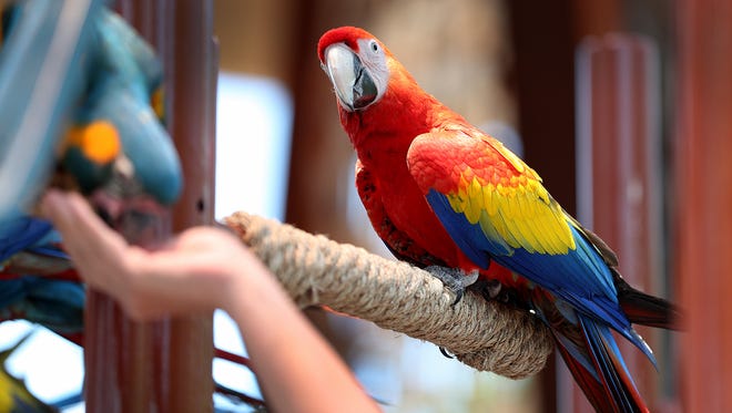 The macaws make an appearance for an afternoon show and feeding in the pavilion at the Indianapolis Zoo. The young birds are still learning their way around the zoo with the help of the macaw trainers.