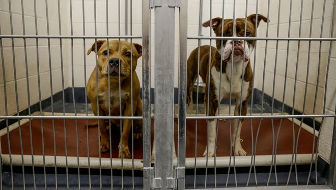 More than 1,000 dogs and cats of all ages, sizes and breeds from about 25 area shelters and rescue groups will be up for adoption June 24 and 25 at the Indiana State Fairgrounds as part of the Indy Mega-Adoption Event.