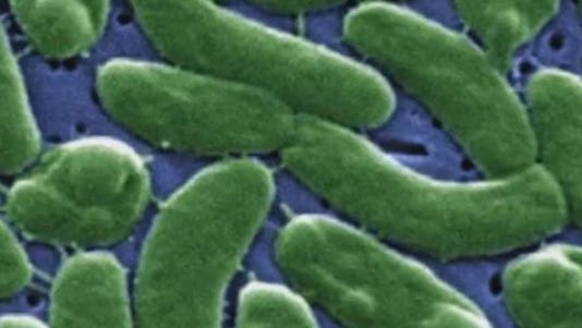 Vibrio vulnificus, sometimes called 'flesh-eating bacteria,' shown here under a microscope.
