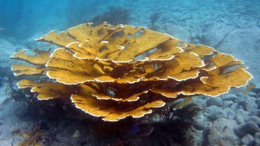 This 2006 handout photo provided by the U.S. Geological Survey shows a healthy Elkhorn coral near St. Croix, U.S. Virgin Islands.