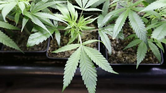 File photo of marijuana grown at a facility in Seattle, Washington.