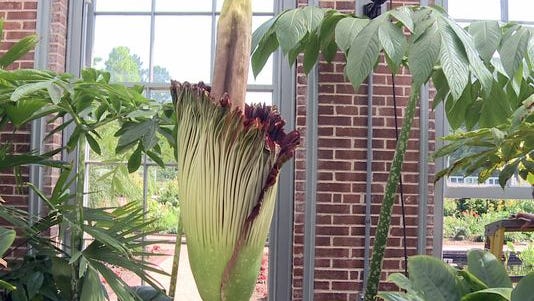 The corpse flower bloomed Monday at the Missouri Botanical Garden.