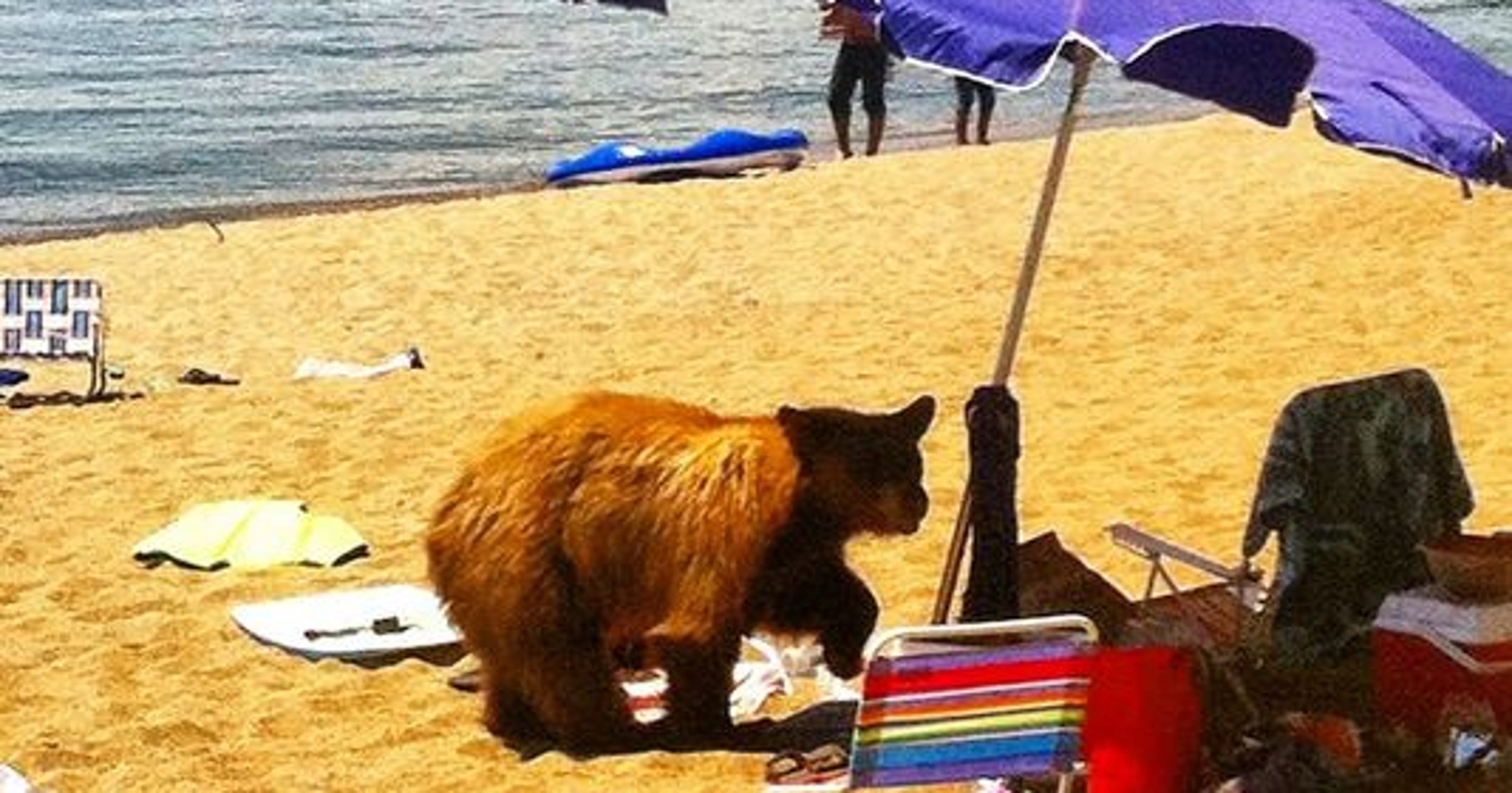 Bear wandering at Lake Tahoe beach killed