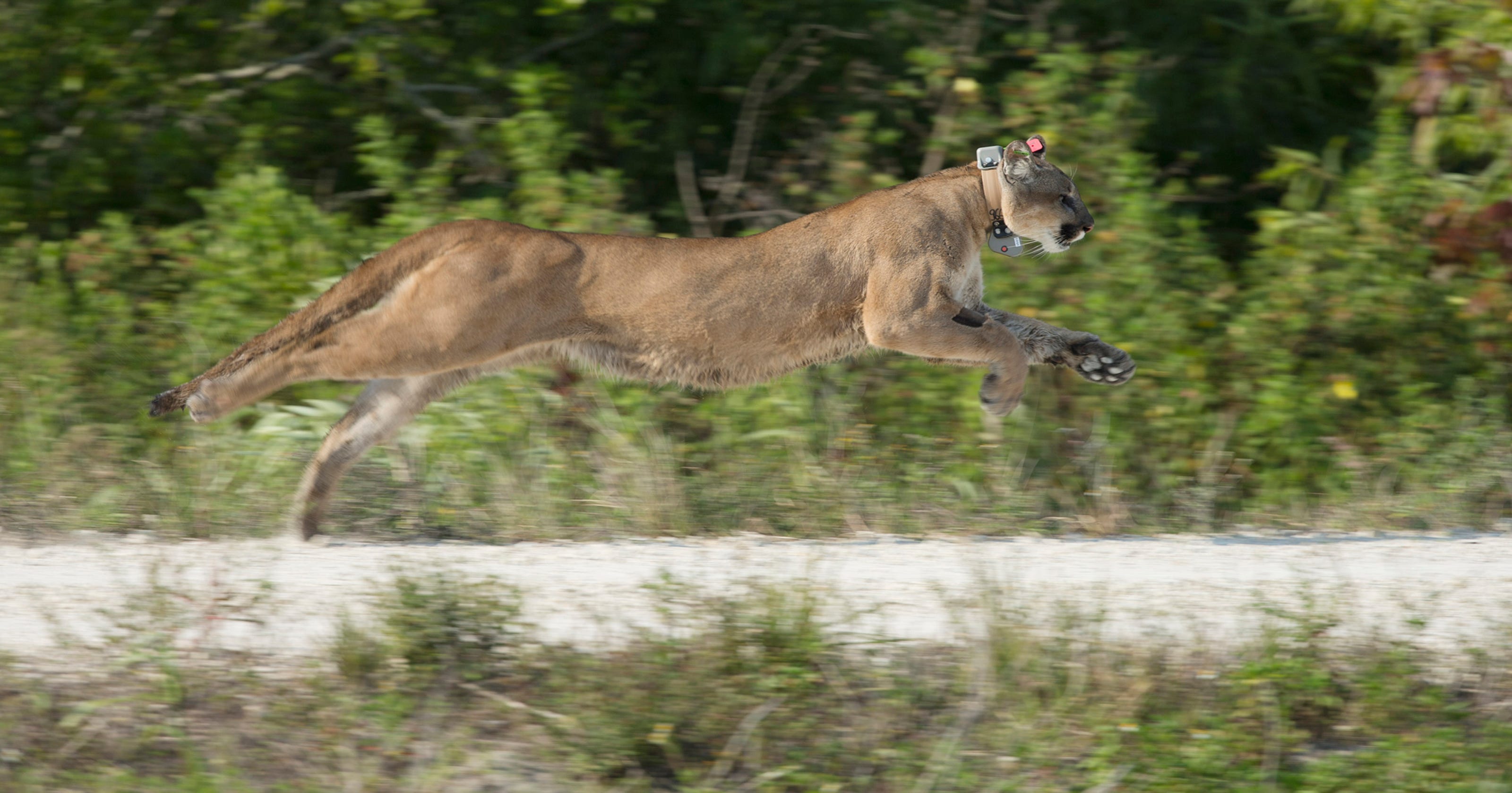  Florida  panther biologists encouraged by big  cats  