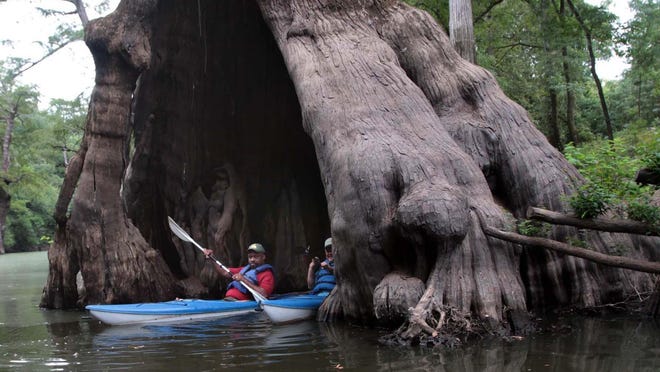 Tommy Jameson, front, district manager Louisiana State Parks and Dwight Landreneau, assistant secretary, Louisiana Office of State Parks, paddle their kayaks into the heart of the Moonshine Tree on Chemin-a-Haut Creek.