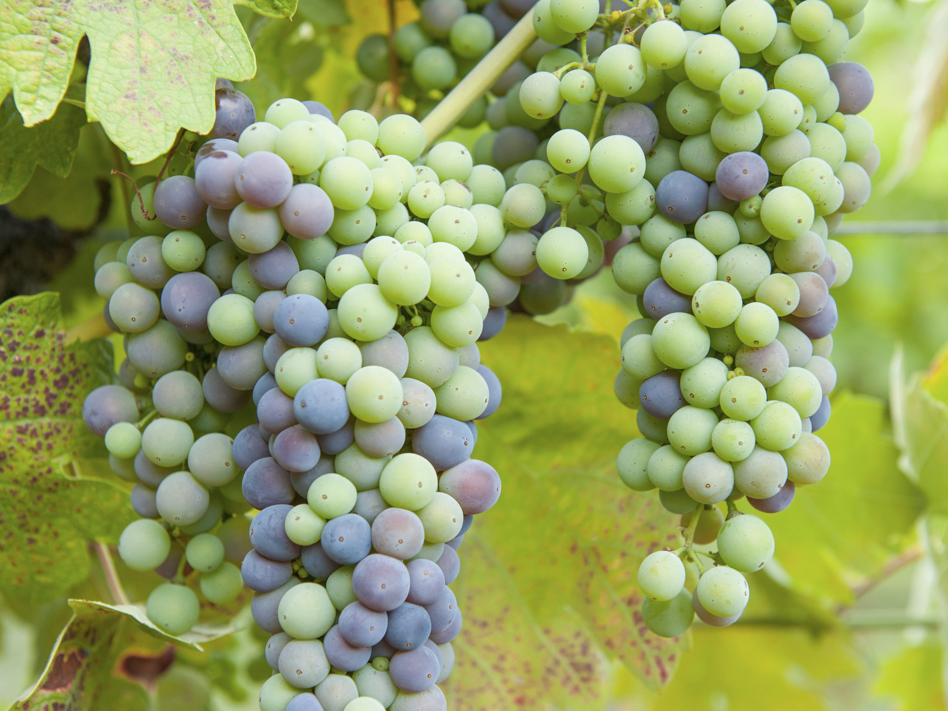 Wine: Follow zinfandel's long journey to California