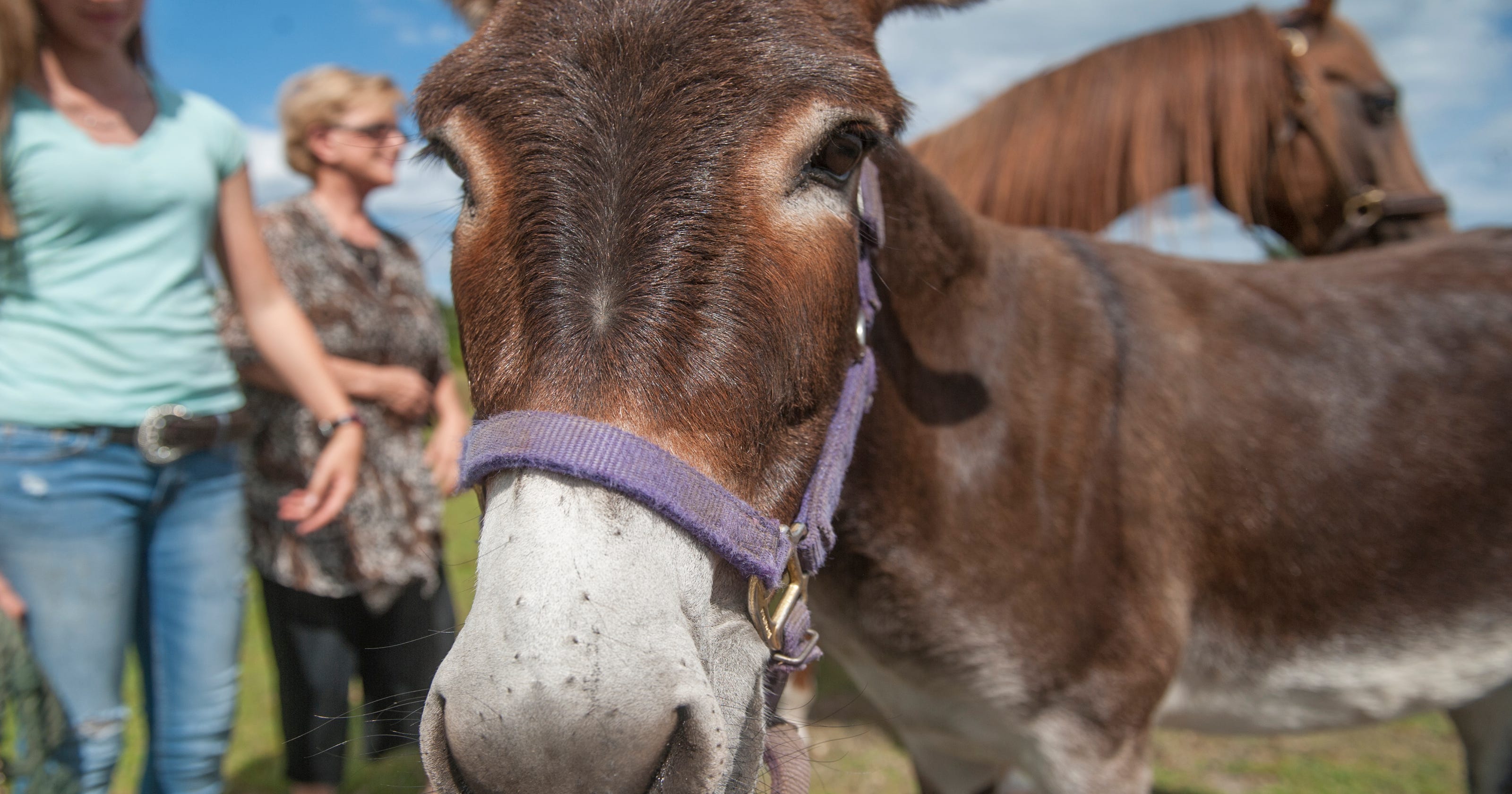 Blind horse makes its bray around pasture