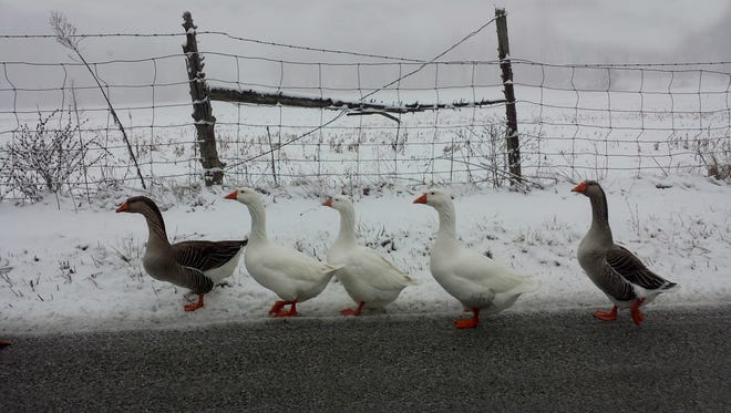 Jamie Baumgardner of Hanover submitted this photo to the Evening Sun Animals gallery Jan. 20. Baumgardner writes, "Geese"