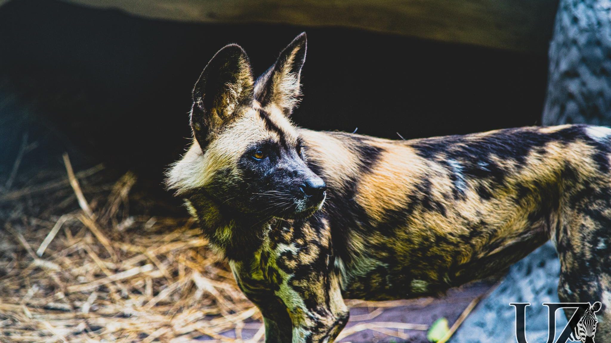 What Do African Wild Dogs Eat