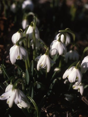 Early white snowdrops are among the first flowers to bloom in February. Plant near the house landscape so you can be the first to see them bloom.