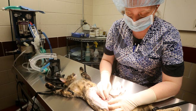 PAWS Veterinarian Debrina Dills tattos a mark on the belly of a feral cat after the feline was spay, to indicate that he has been desexed, on Thursday, July 27, 2017.