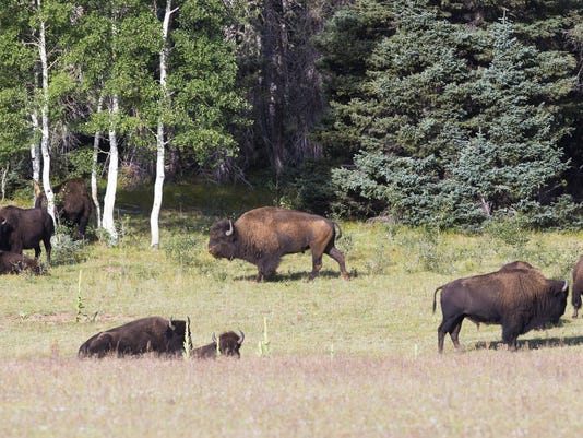 How A Small Bison Herd Became A Big Problem