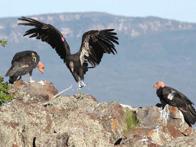 Push Made To Prevent Lead Poisoning In California Condors Other