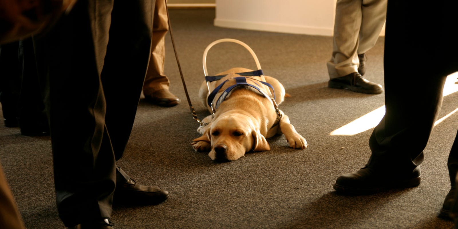 Several States Crack Down Fake Service Animals