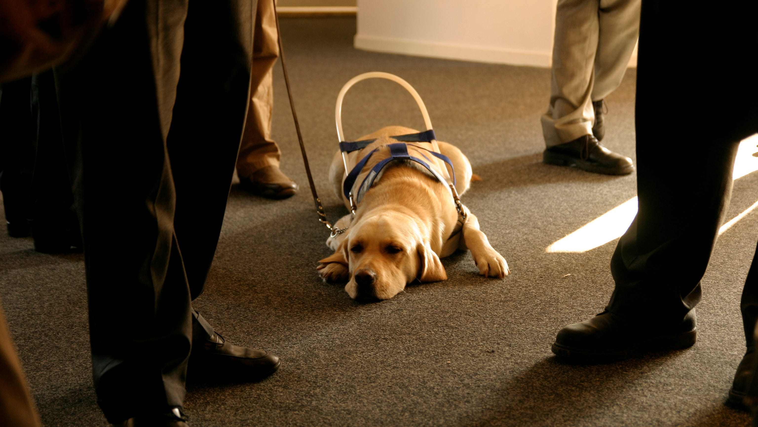 Several States Crack Down Fake Service Animals