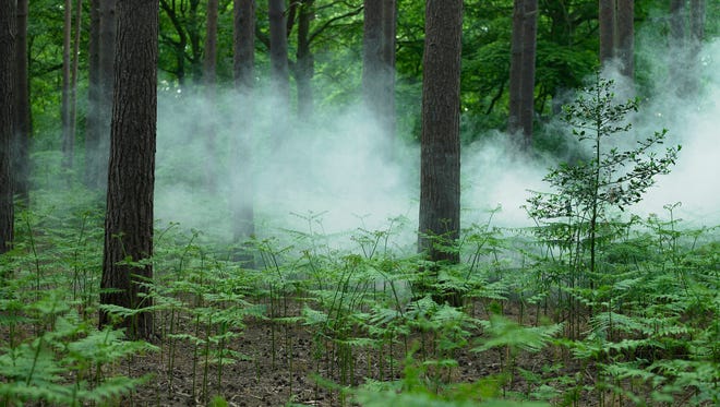 Smoke in forest