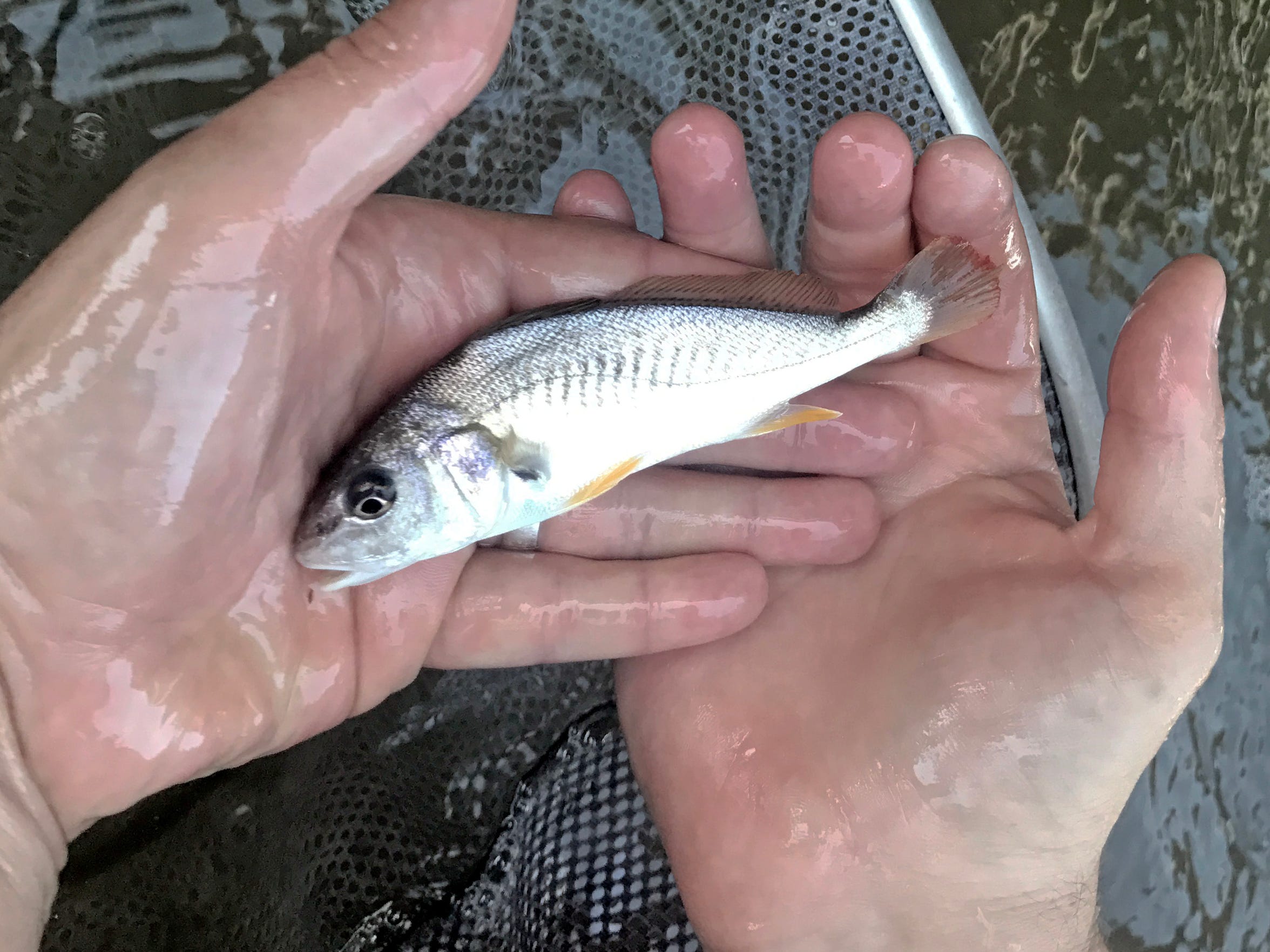 Spending less on bait croaker to catch more speckled trout