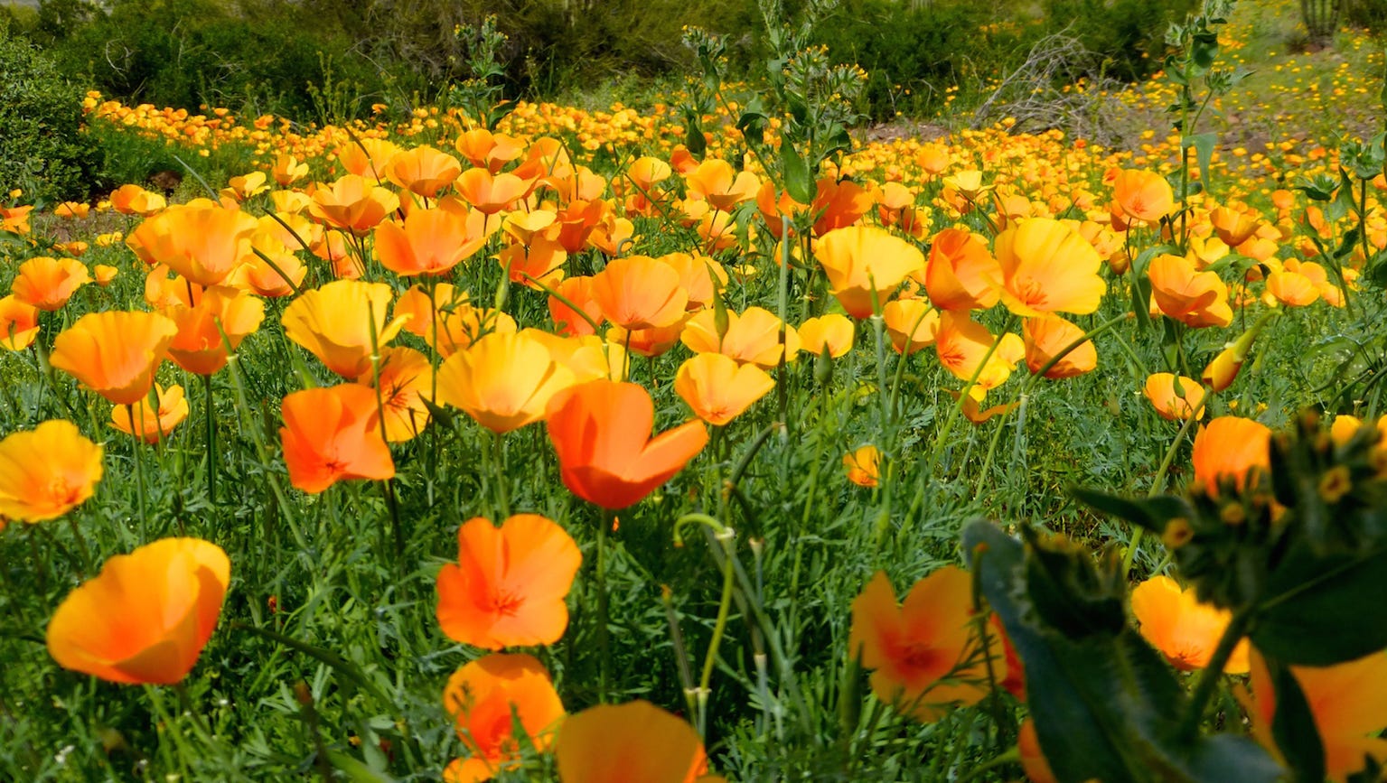 Best Places To See Arizona S Wildflowers