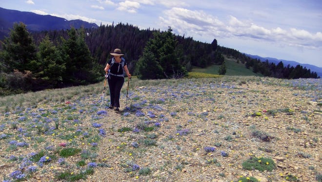 A hiker makes her way along a trail lined by wildflowers during a National Trails Day hike on Rogers Pass.