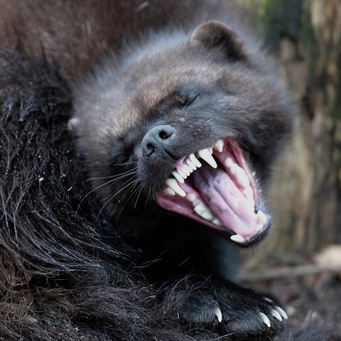 A wolverine during its first public appearance at 