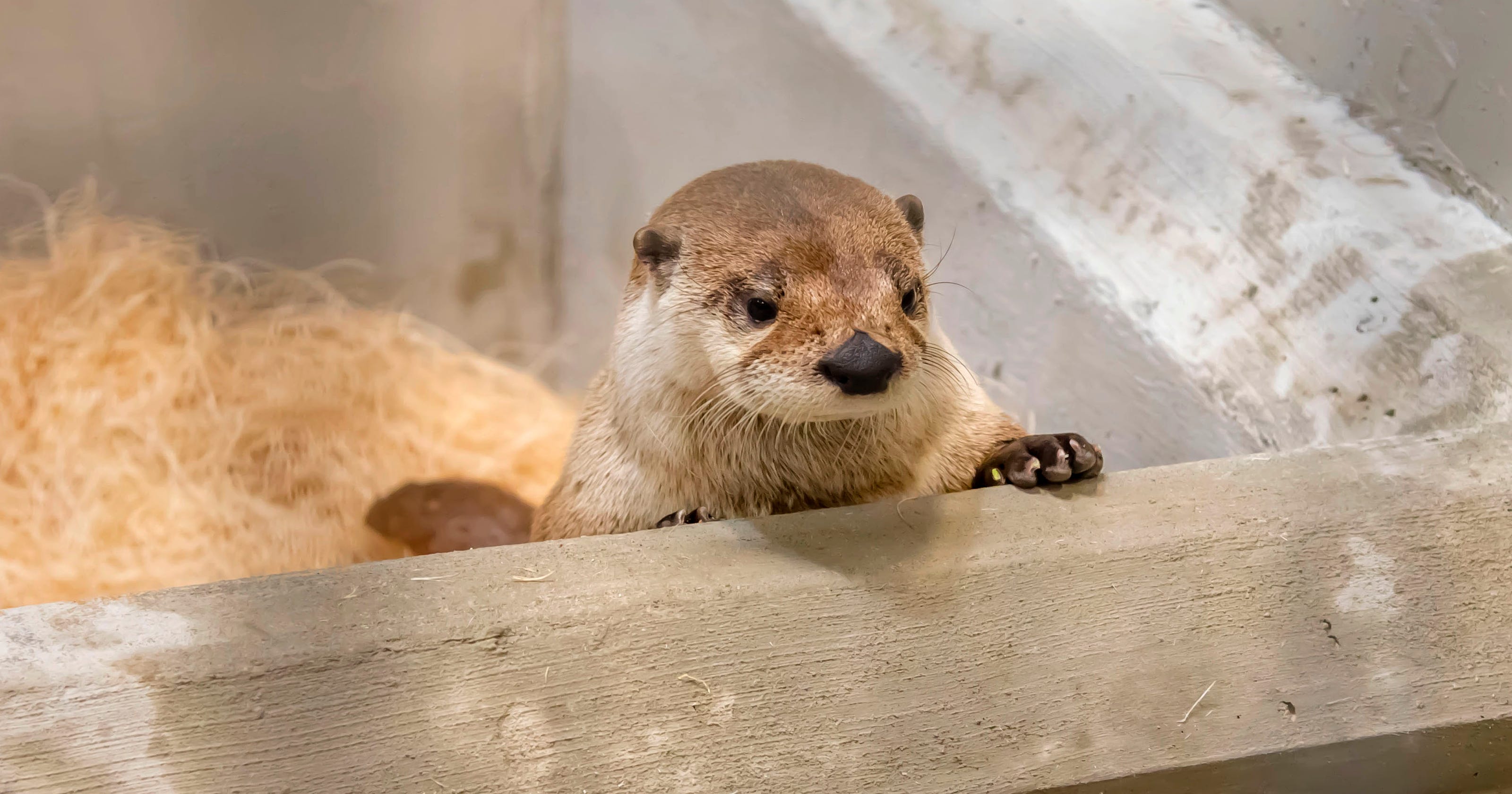 Milwaukee County Zoo opening new otter exhibit and parking area