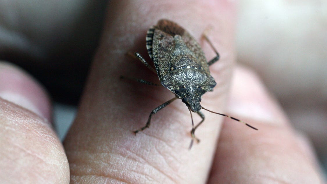 It s stink bug season here s how to get rid of them