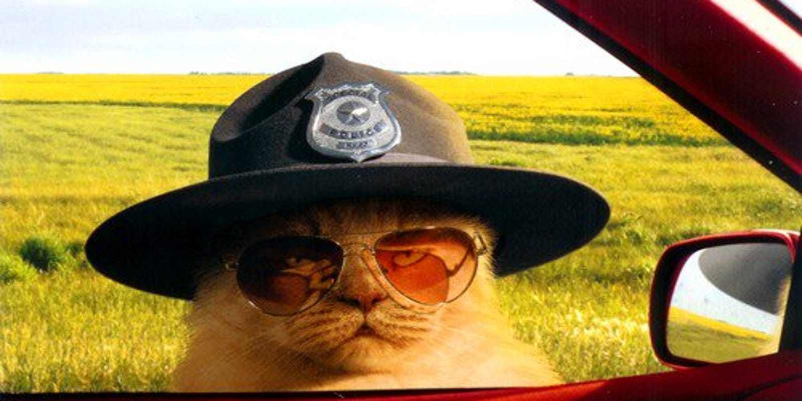 10k Troy Police Department To Get Police Cat