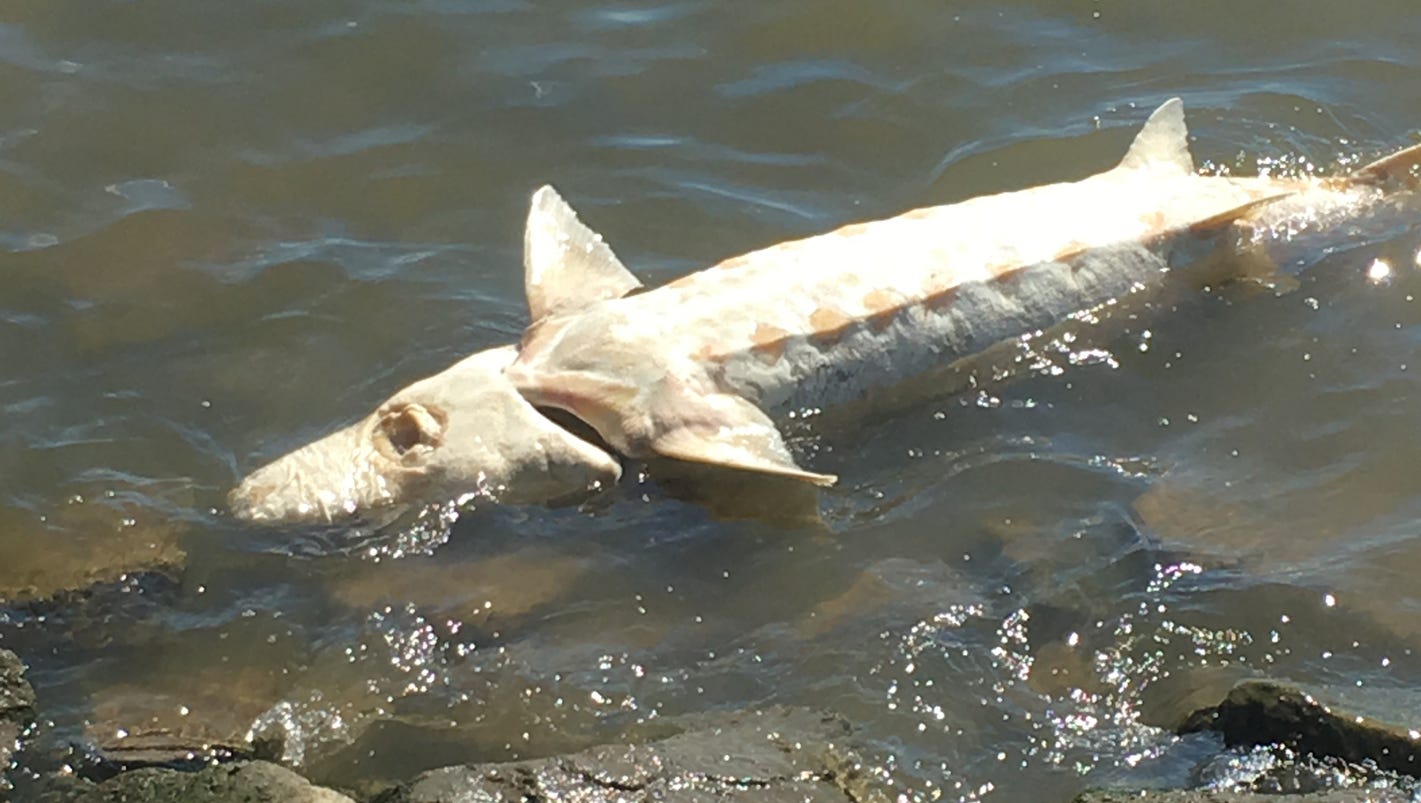 Shark? No. Atlantic sturgeon washes up at Nyack Beach
