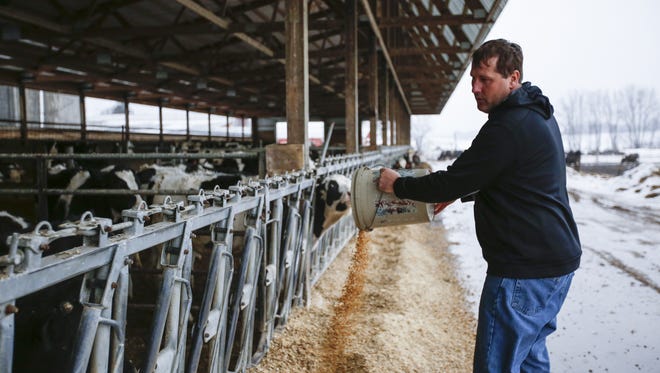 Dan Meyer feeds his dry calves on a cold and rainy morning Thursday, Feb. 7, in Kiel.