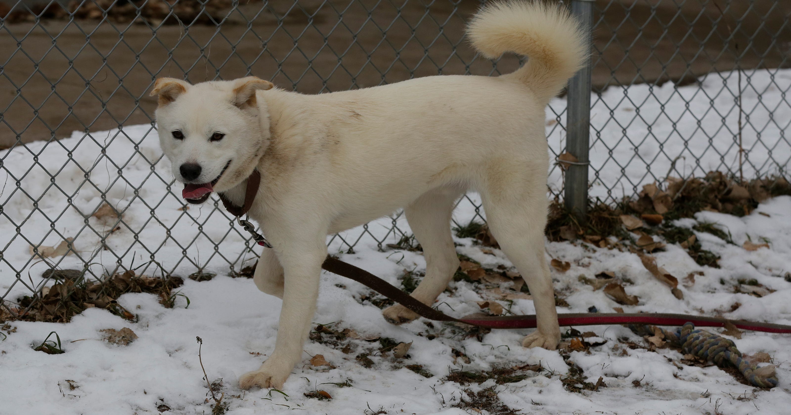 Gus, the Korean rescue dog, is up for adoption