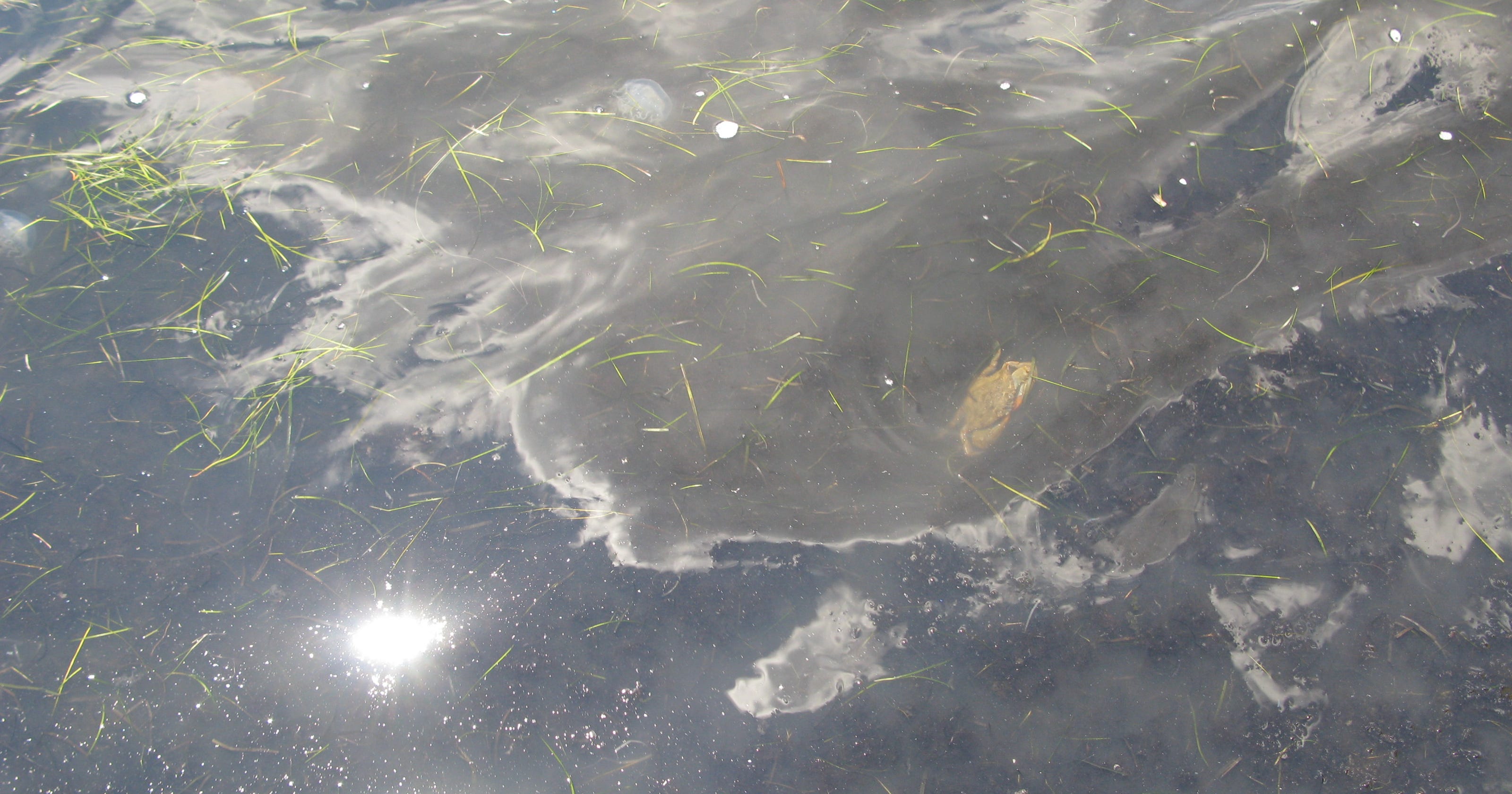 Why is the water brown in Raritan Bay?