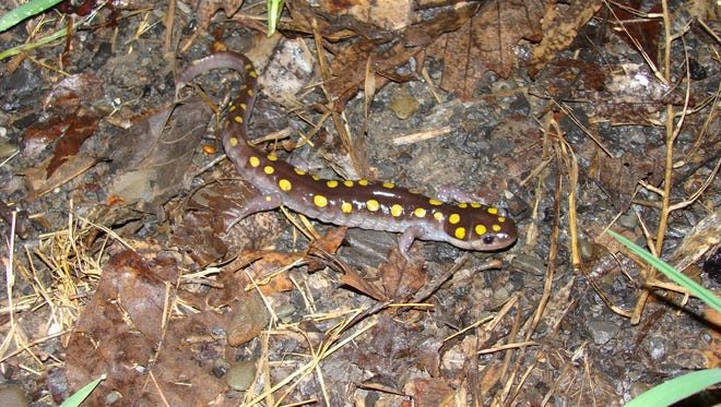 Spotted salamanders are often killed on roads during migration to breeding pools. Individuals use scent to locate the same pool they came from to return to it each year.