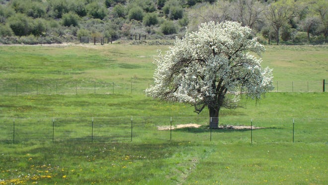 Plant the right tree in the right place. Very few yards have room for a standard size fruit tree like this well-established pear in Washoe Valley. Two semi-dwarf trees will produce more harvestable fruit than one standard and are easier to maintain.