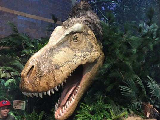 t rex australian museum