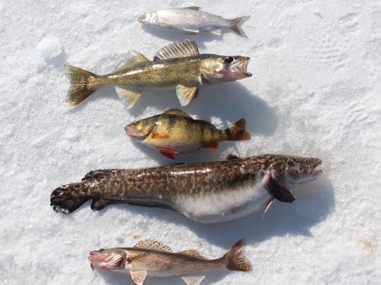 A selection of fish caught on an ice fishing outing on Lake of the Woods Minnesota included top to bottom tulibee walleye yellow perch burbot and sauger